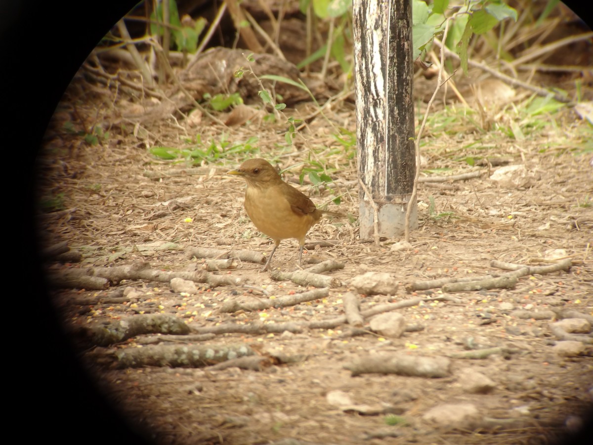 Clay-colored Thrush - ML620640460