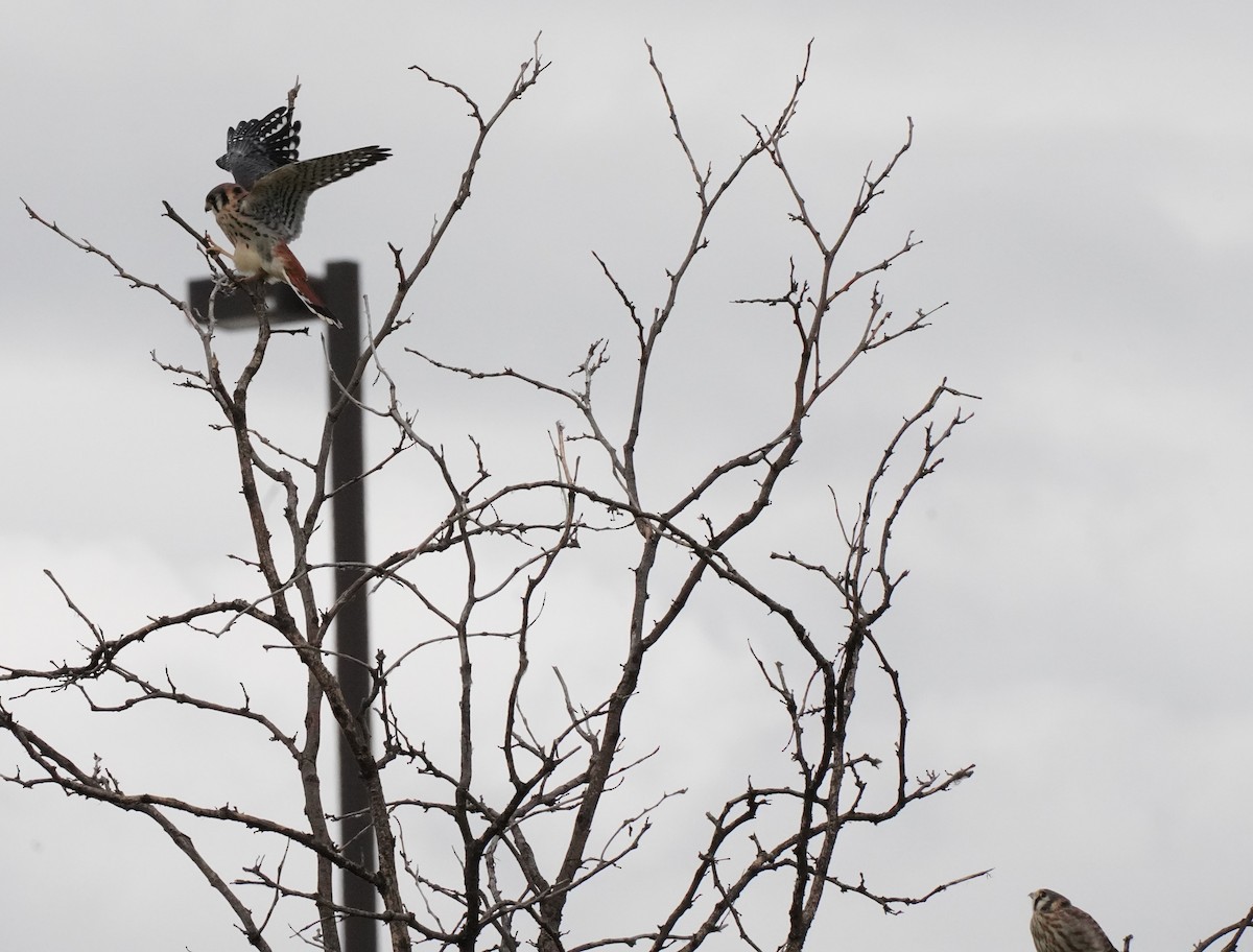 American Kestrel - ML620640461