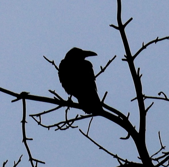 Common Raven - ML620640462