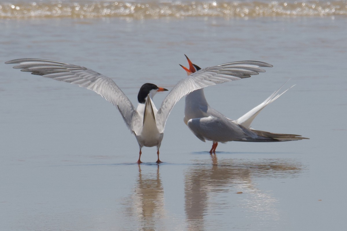 Common Tern - Linda Ankerstjerne Olsen