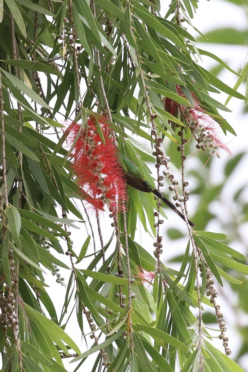 Black-tailed Trainbearer - ML620640465