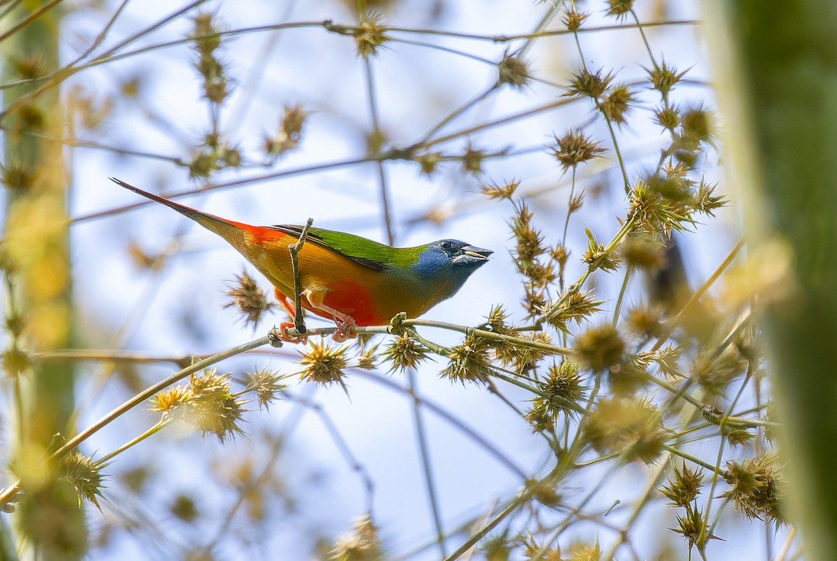 Pin-tailed Parrotfinch - ML620640466