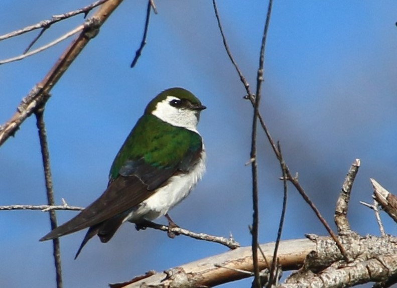 Violet-green Swallow - ML620640468