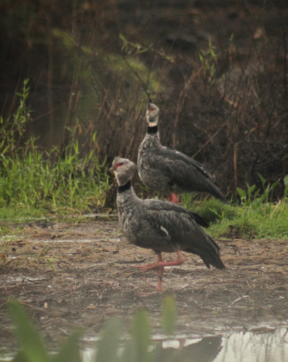 Southern Screamer - ML620640469