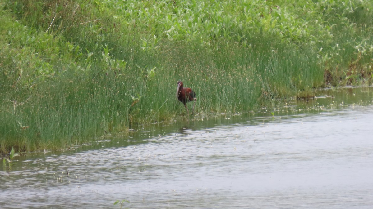 White-faced Ibis - ML620640470