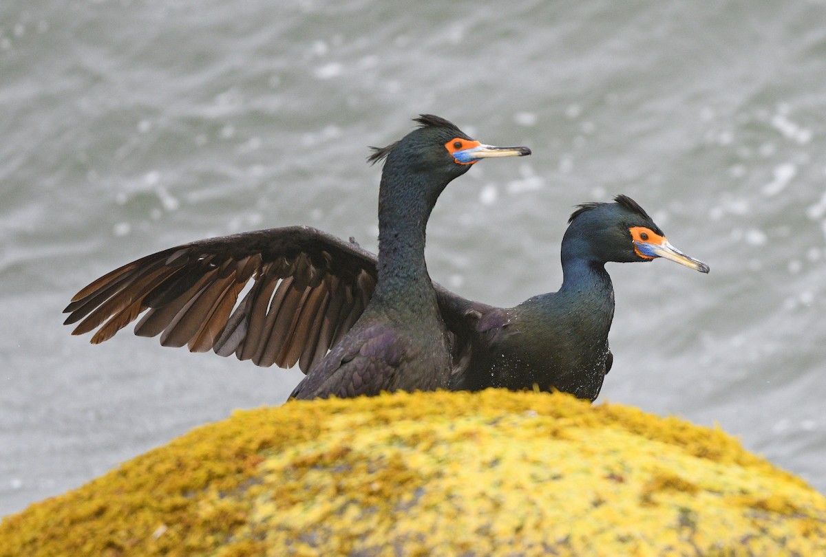 Red-faced Cormorant - ML620640476