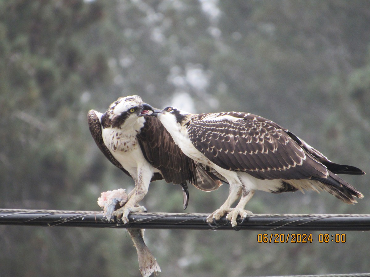 Águila Pescadora - ML620640478