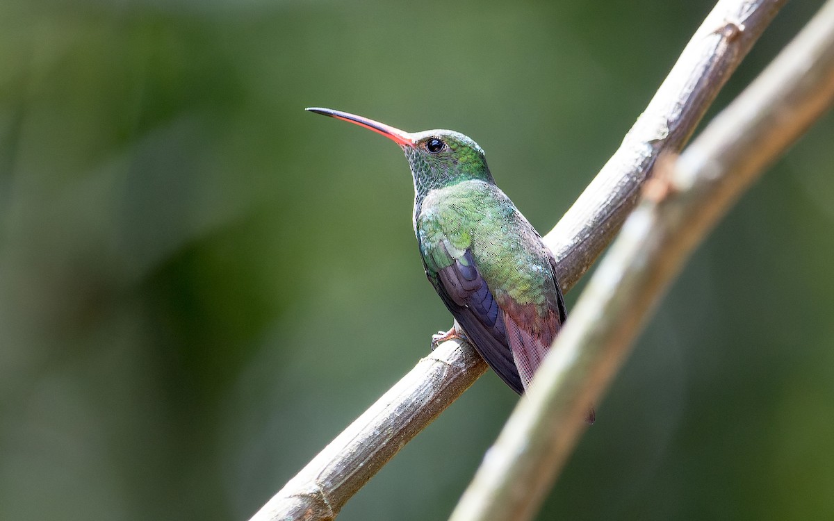 Rufous-tailed Hummingbird - Estela Gil Costa