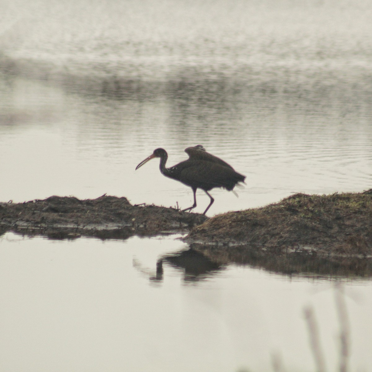 Limpkin (Brown-backed) - ML620640480
