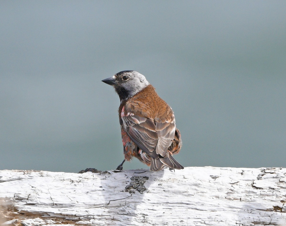 Gray-crowned Rosy-Finch - Elizabeth Hawkins