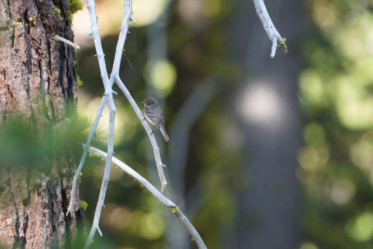 new world flycatcher sp. - ML620640485