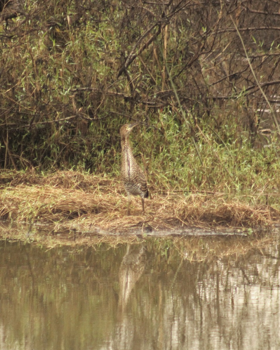 Rufescent Tiger-Heron - ML620640486