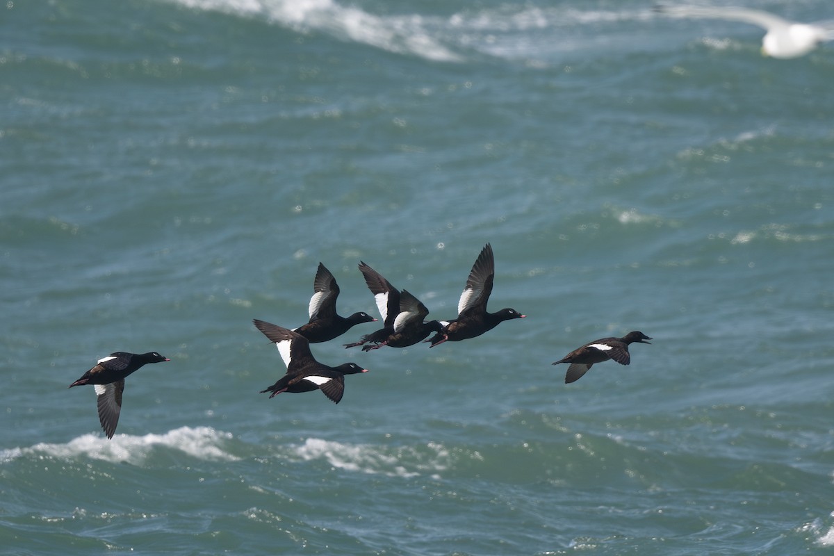 White-winged Scoter - ML620640488