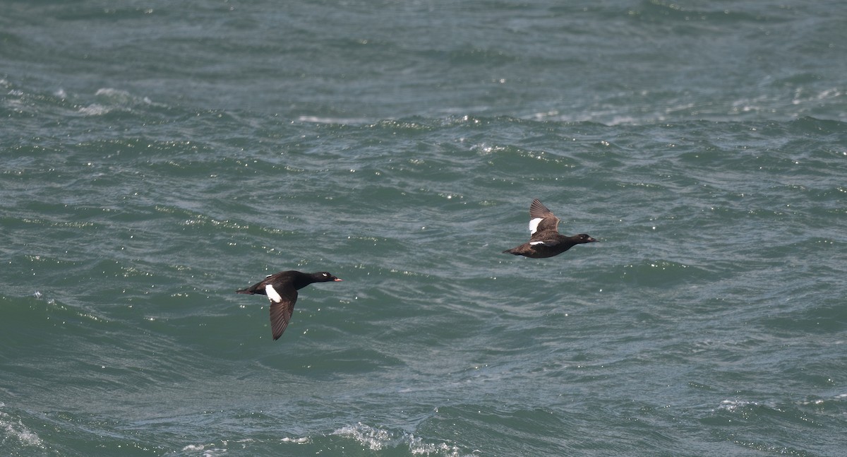 White-winged Scoter - ML620640489