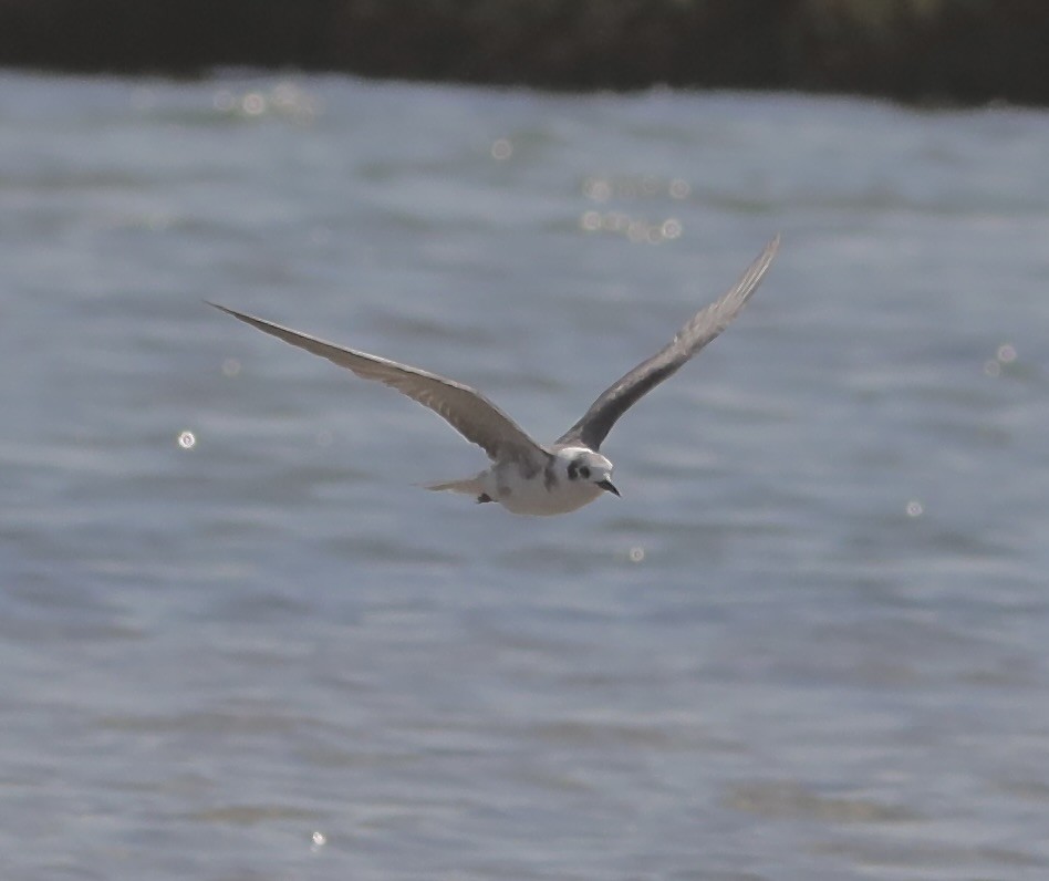 Black Tern - ML620640493