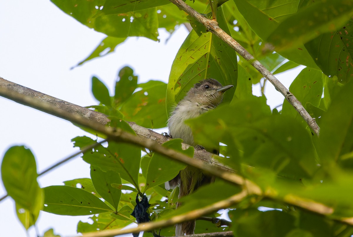 Sooty-capped Babbler - ML620640494