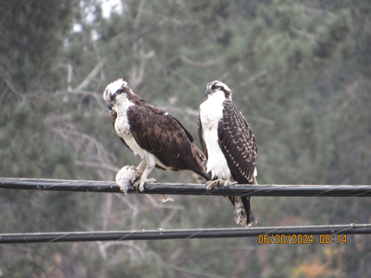 Osprey - ML620640497