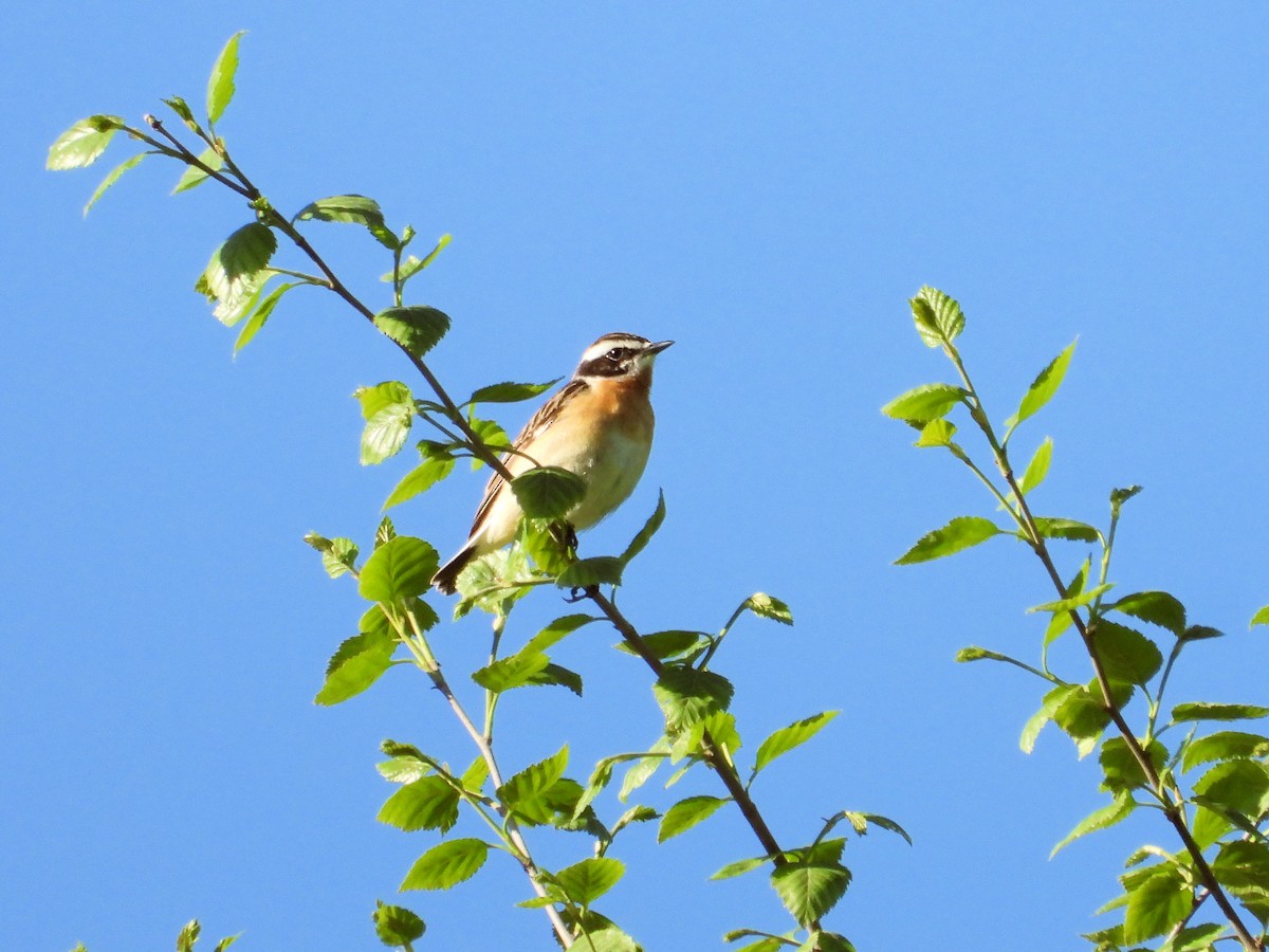 Whinchat - ML620640498