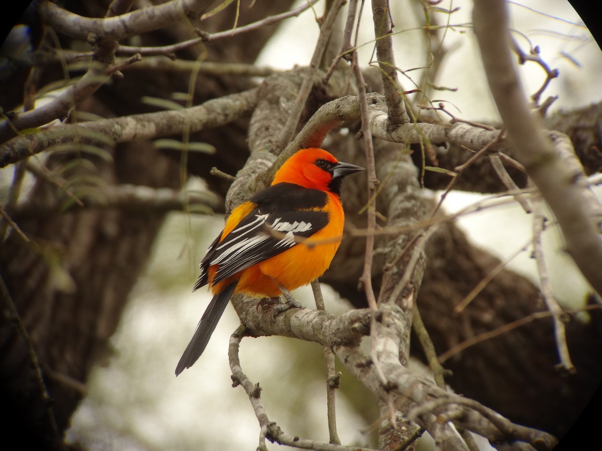 Oriole à gros bec - ML620640499