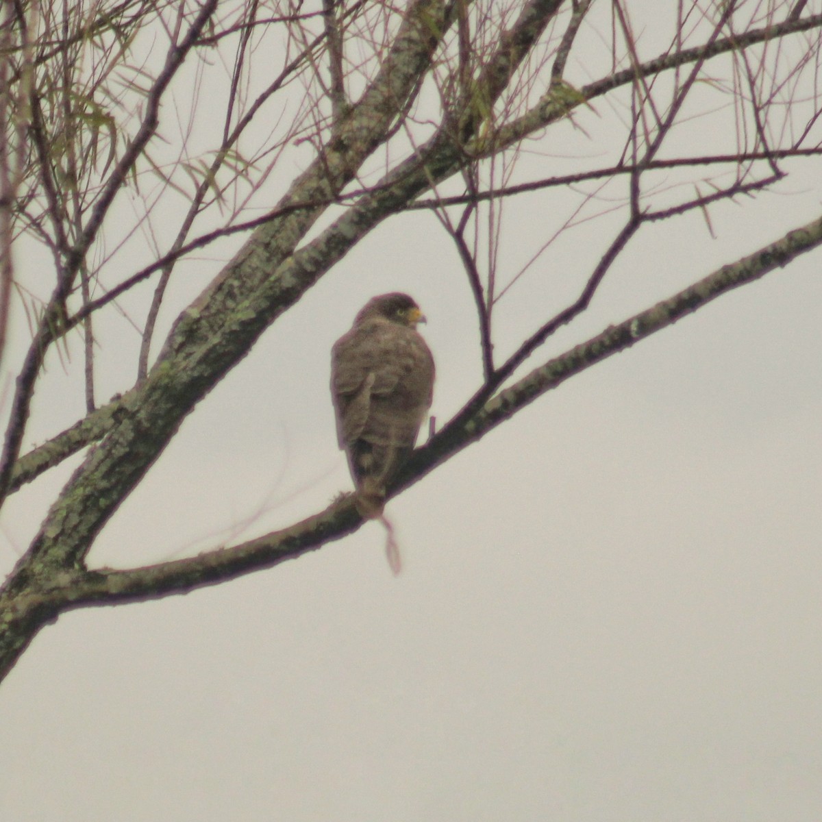 Roadside Hawk - ML620640502