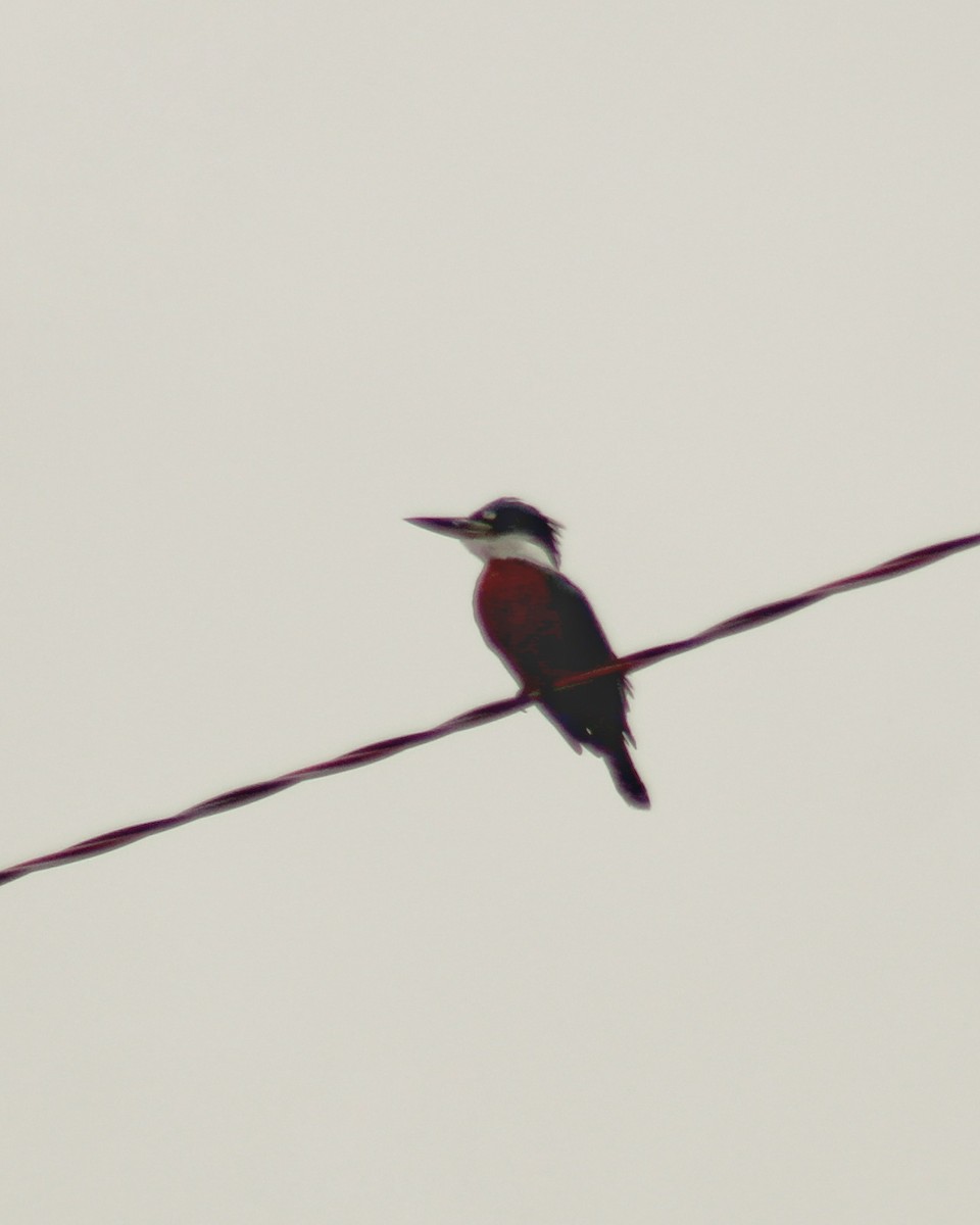 Ringed Kingfisher (Northern) - ML620640504