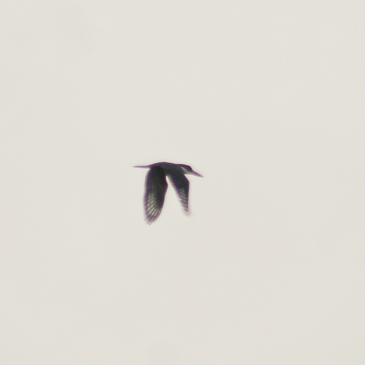 Красногрудый зимородок (torquata/stictipennis) - ML620640505