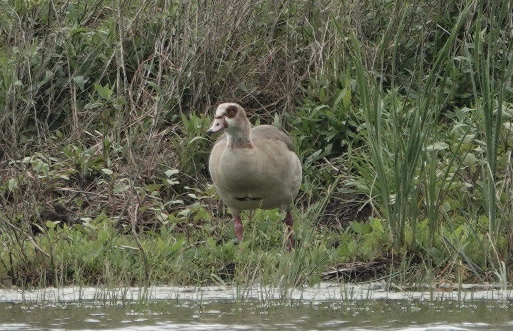 Egyptian Goose - ML620640507