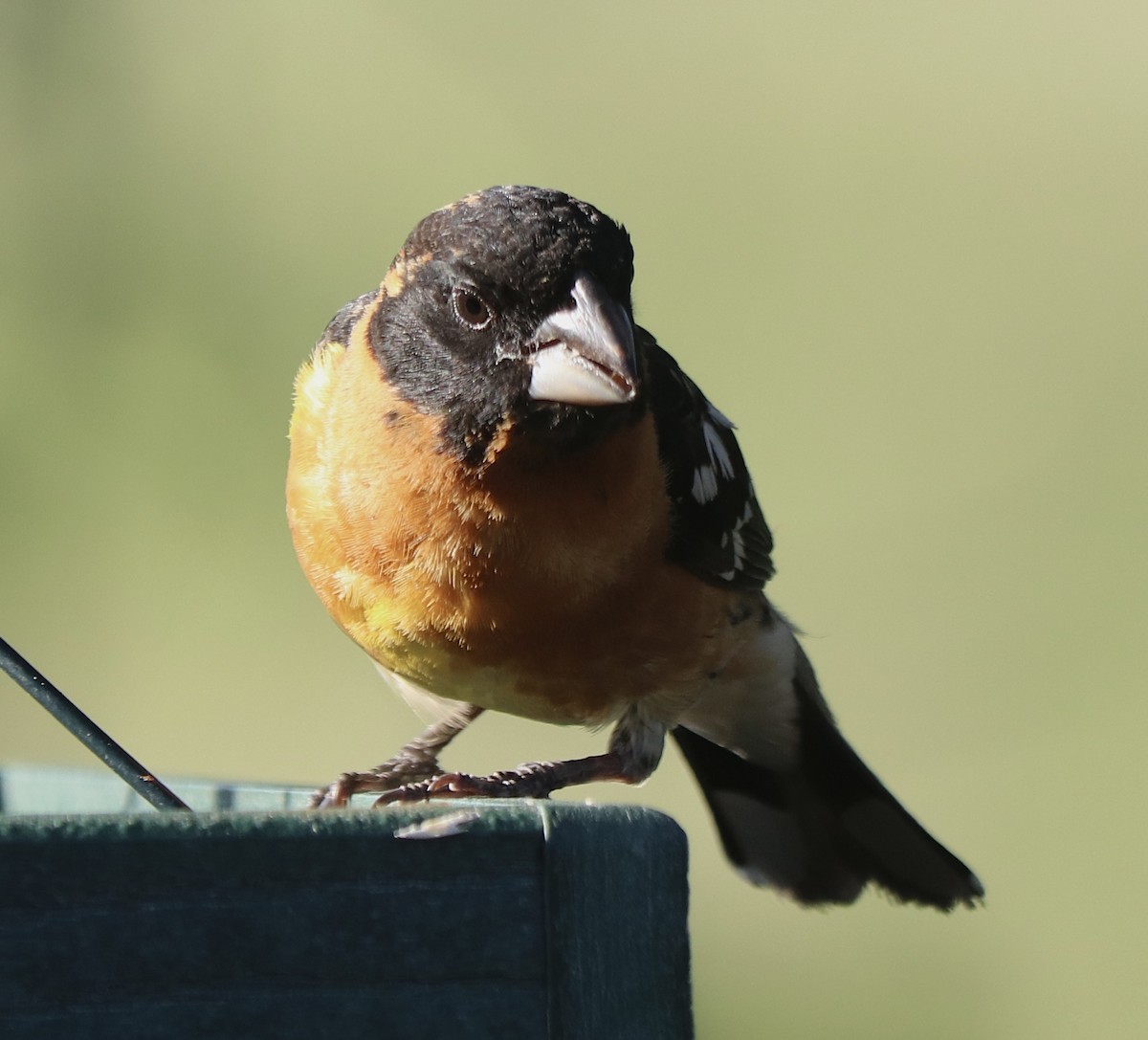 Black-headed Grosbeak - ML620640508