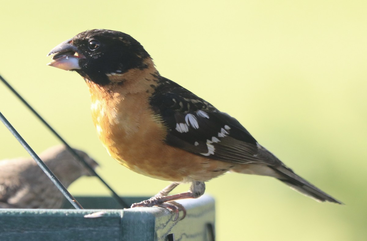 Black-headed Grosbeak - ML620640509