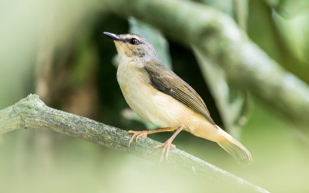 Buff-rumped Warbler - ML620640512