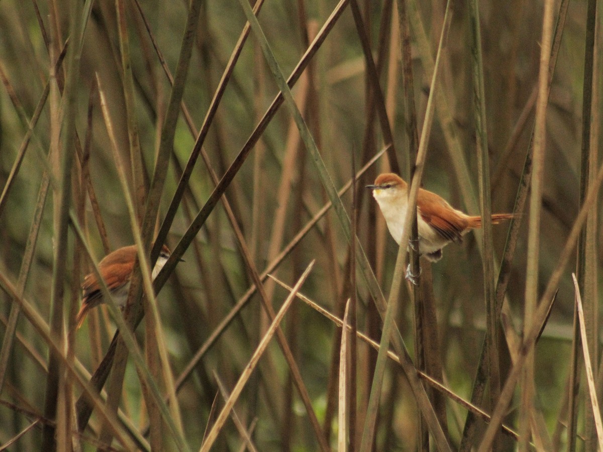 Yellow-chinned Spinetail - ML620640516