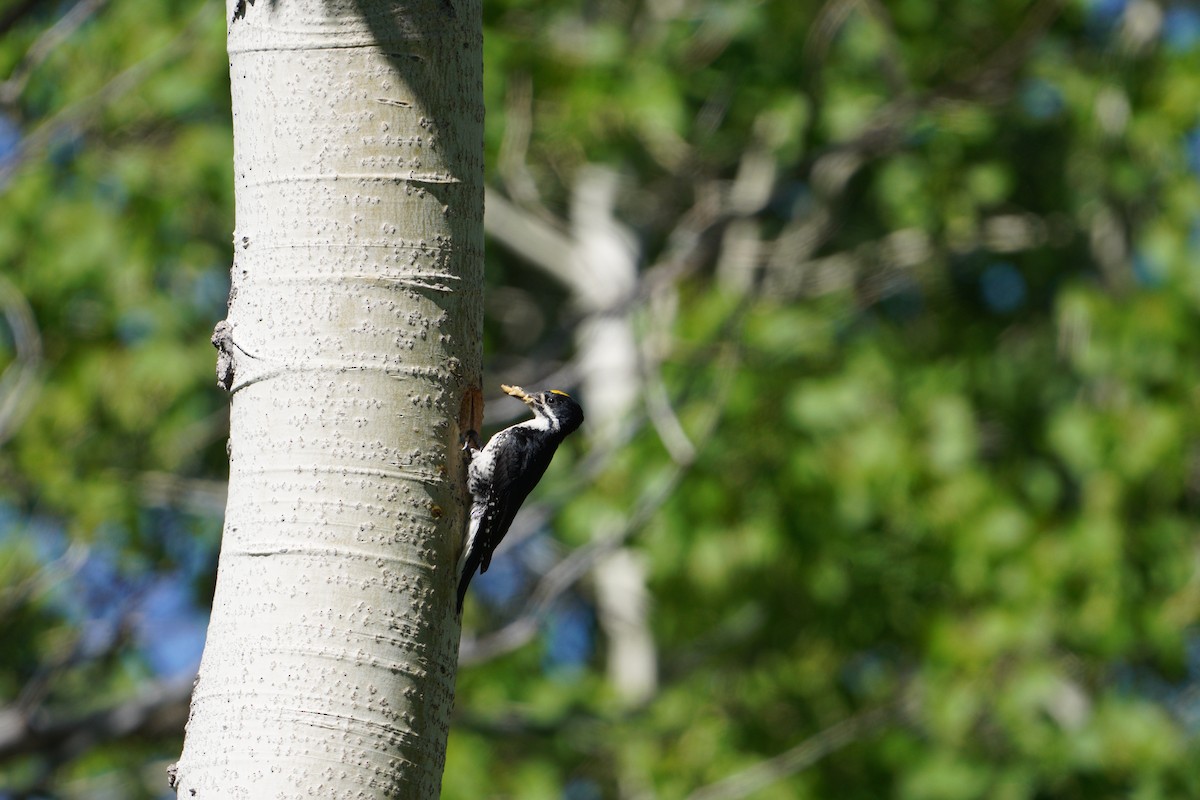 Black-backed Woodpecker - ML620640517