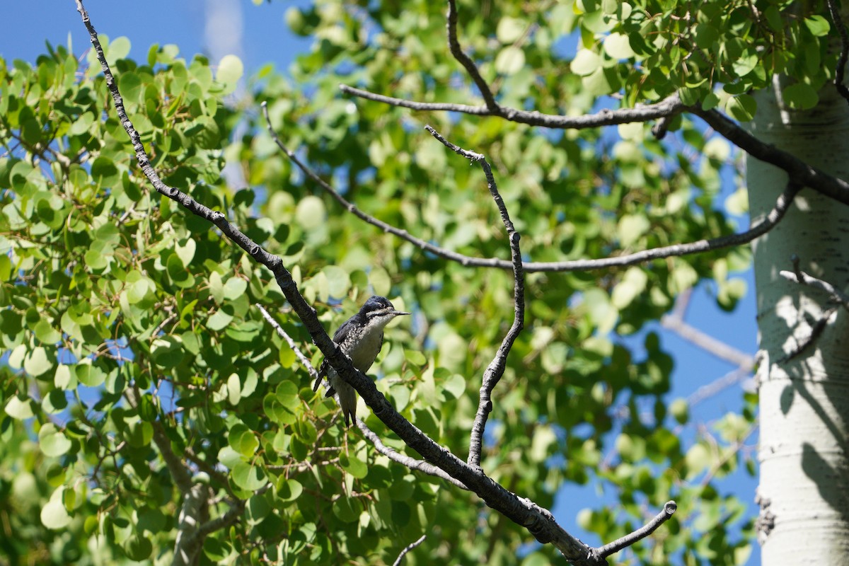 Black-backed Woodpecker - ML620640518