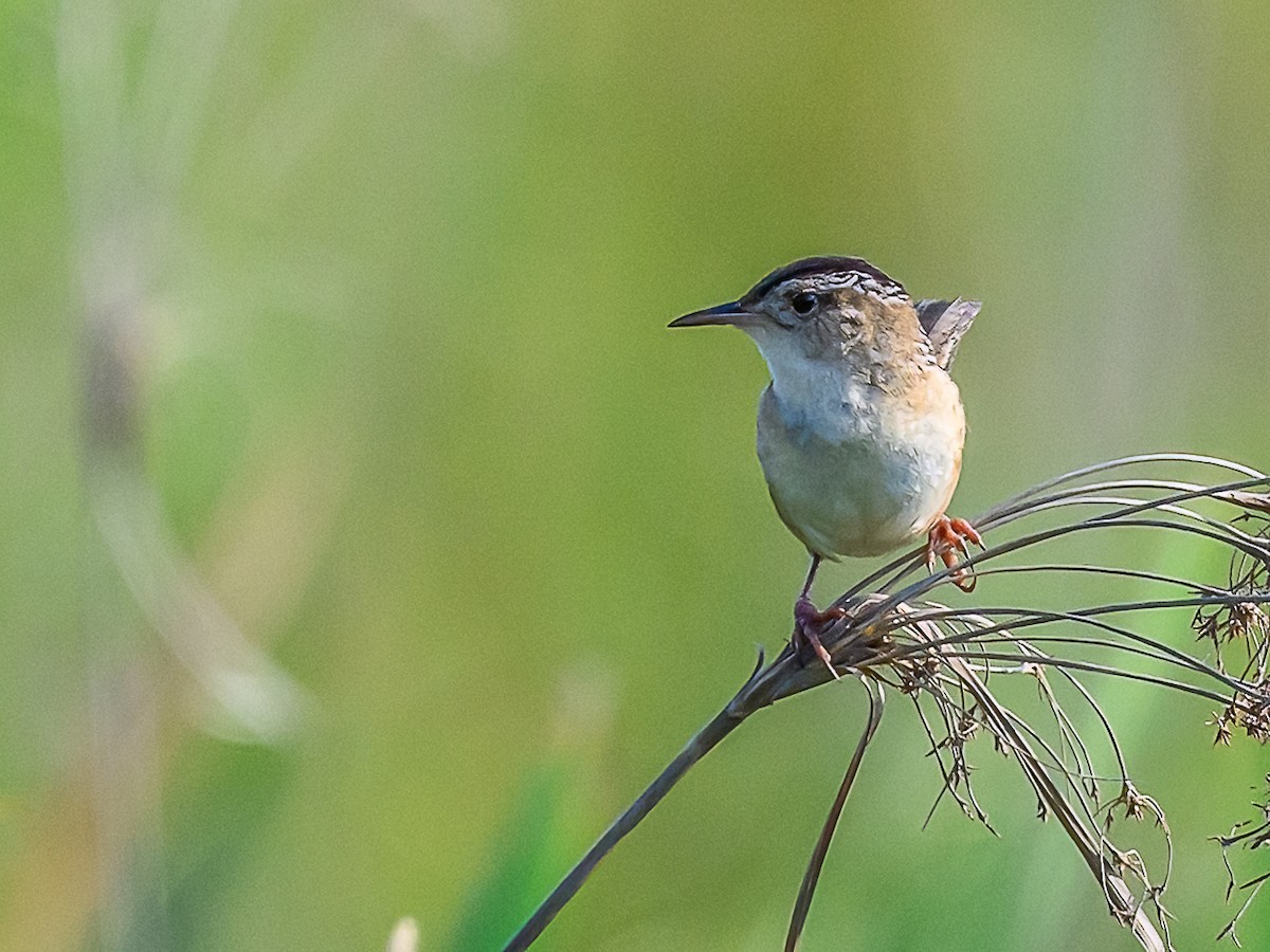 Marsh Wren - ML620640522