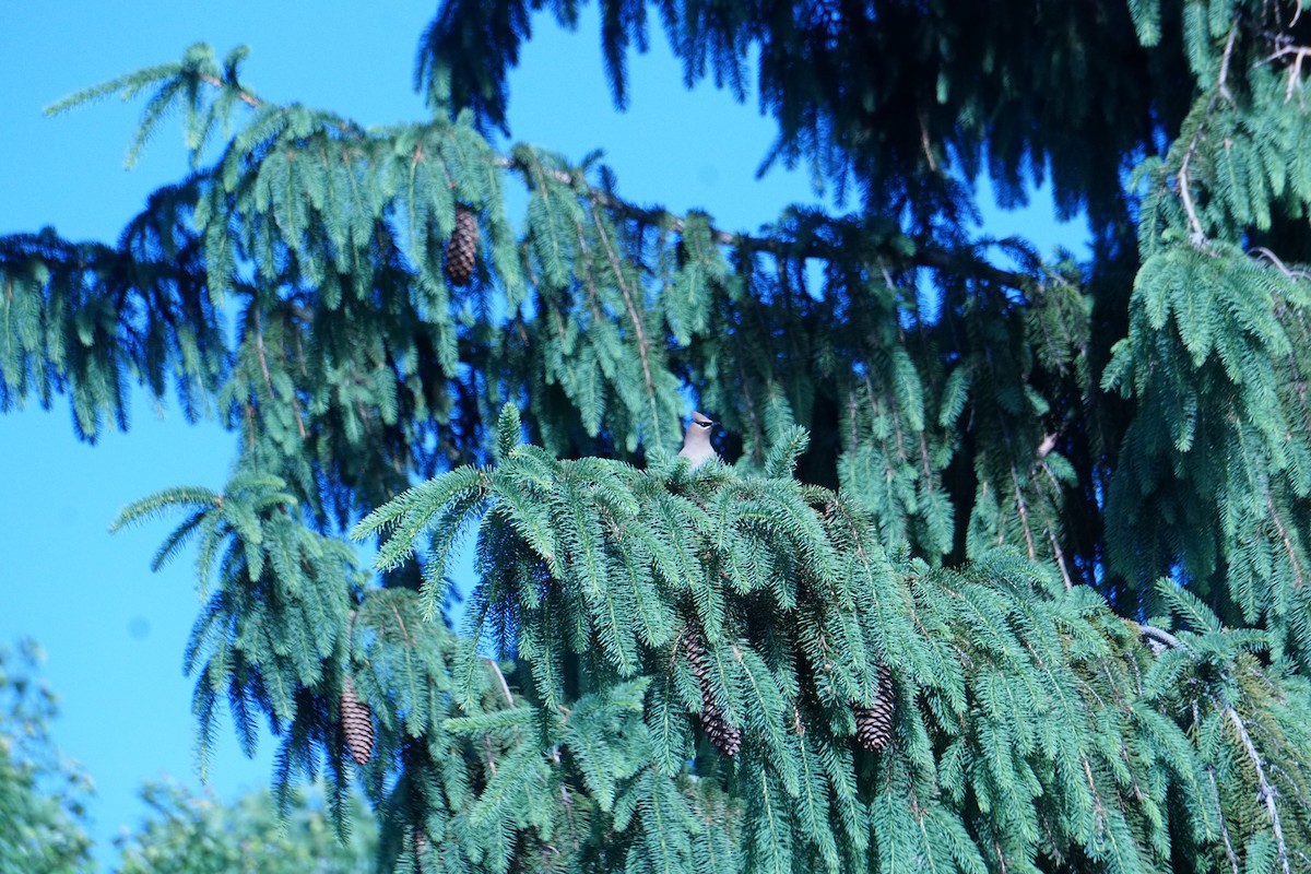 Cedar Waxwing - ML620640523