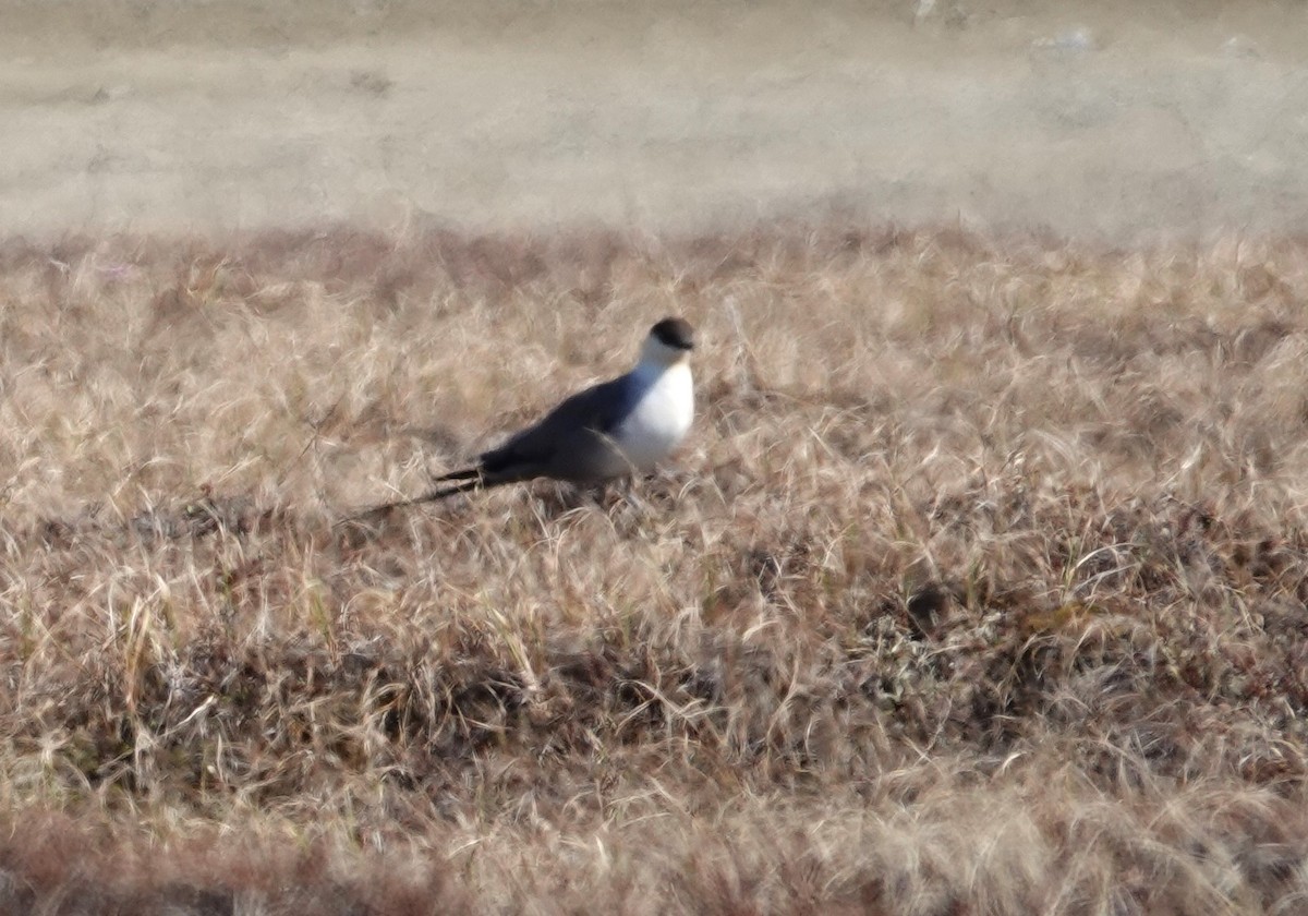 Long-tailed Jaeger - ML620640524