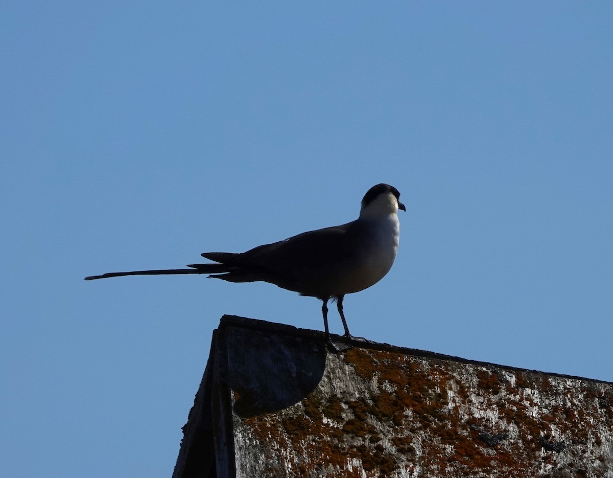 Long-tailed Jaeger - Lynn Thompson