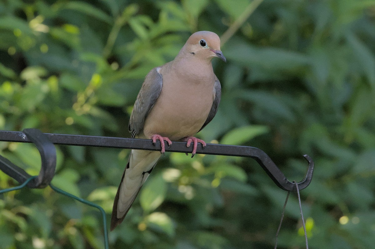 Mourning Dove - Robert Howard