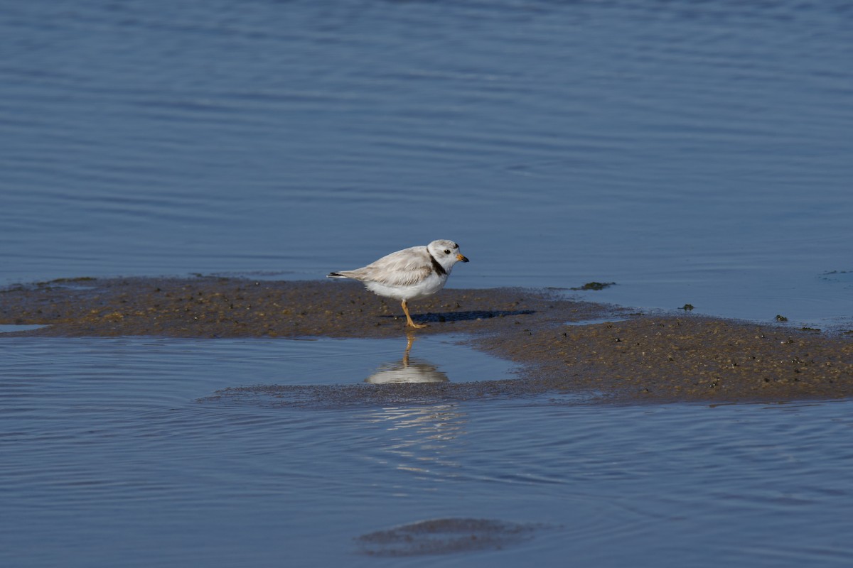 Piping Plover - ML620640527