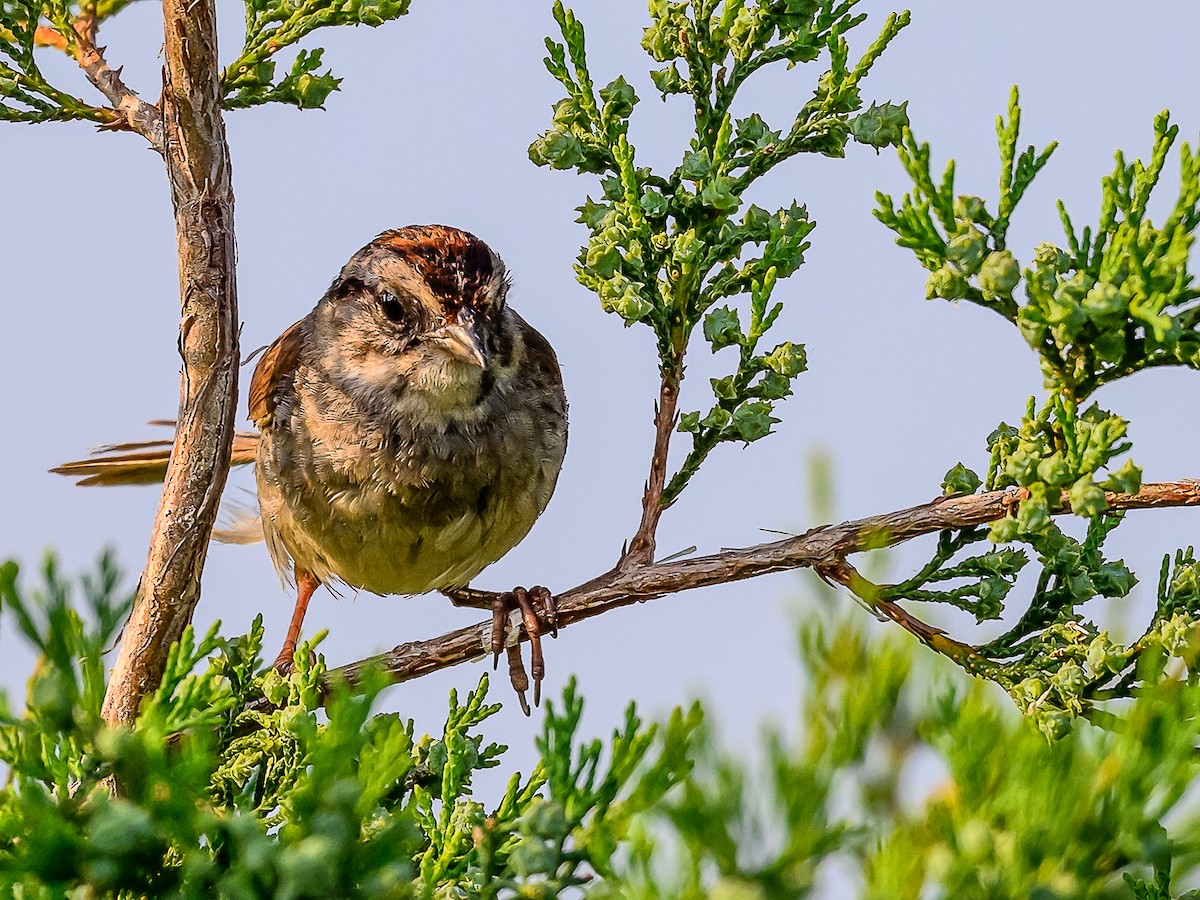 Swamp Sparrow - ML620640528