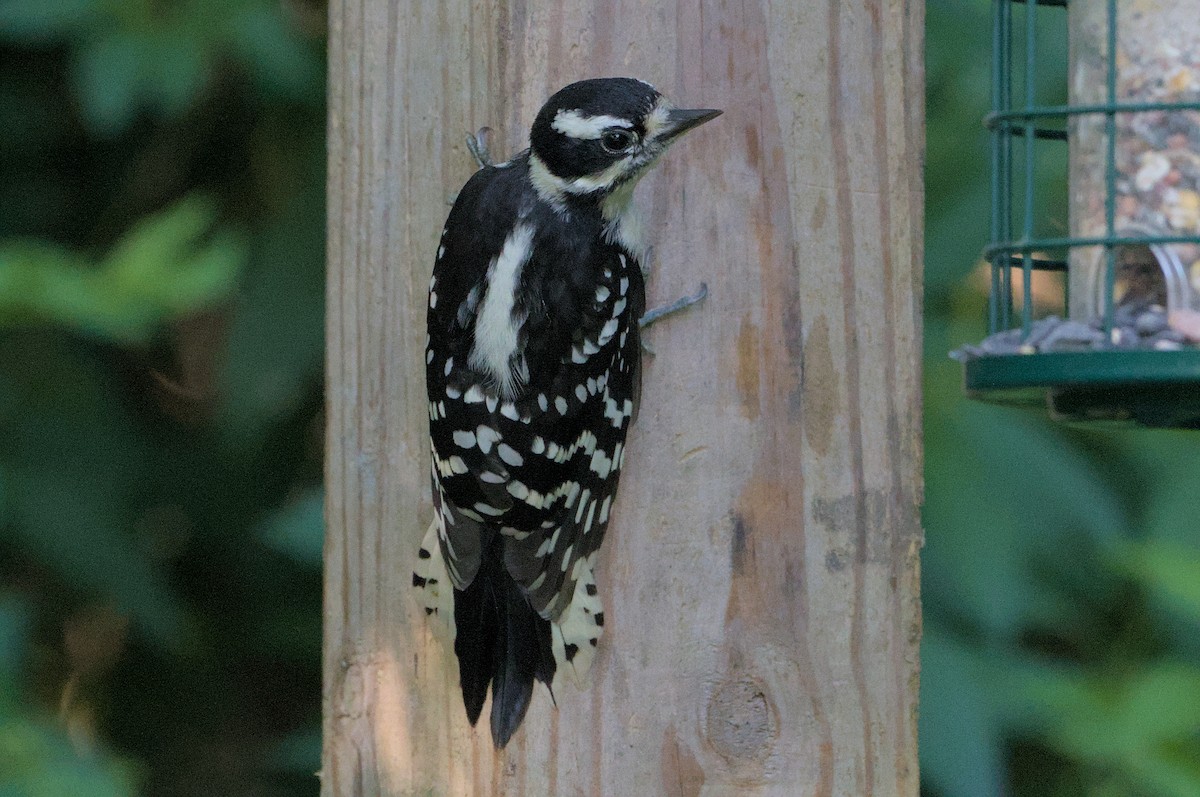 Downy Woodpecker - ML620640529