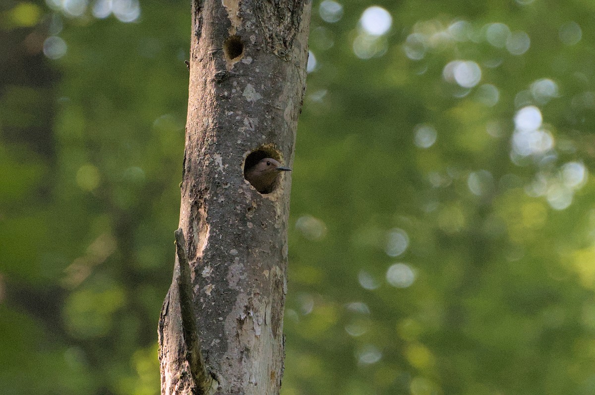 Northern Flicker - ML620640530