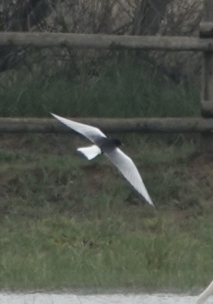 White-winged Tern - ML620640533