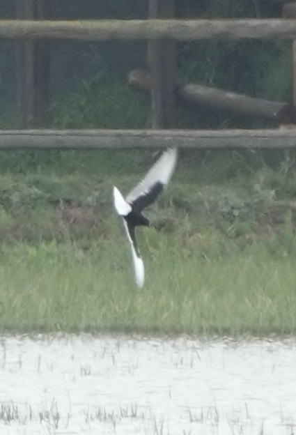 White-winged Tern - ML620640537