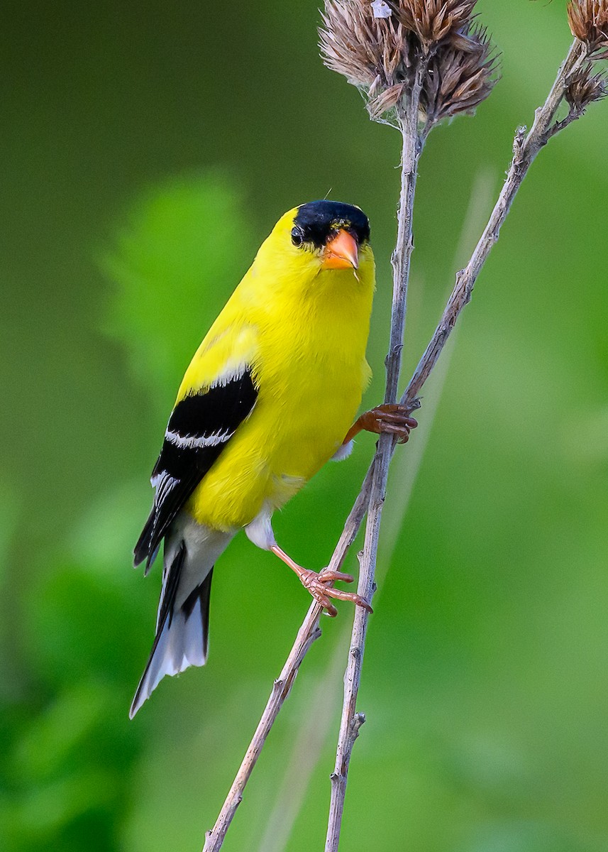 American Goldfinch - ML620640538