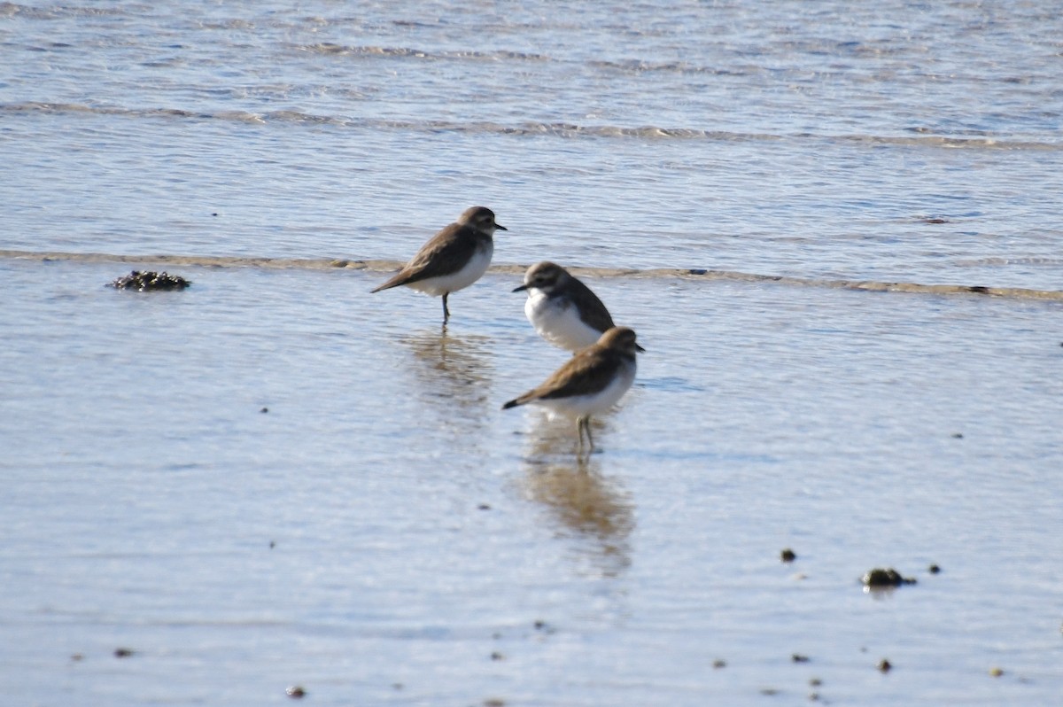 Double-banded Plover - ML620640539