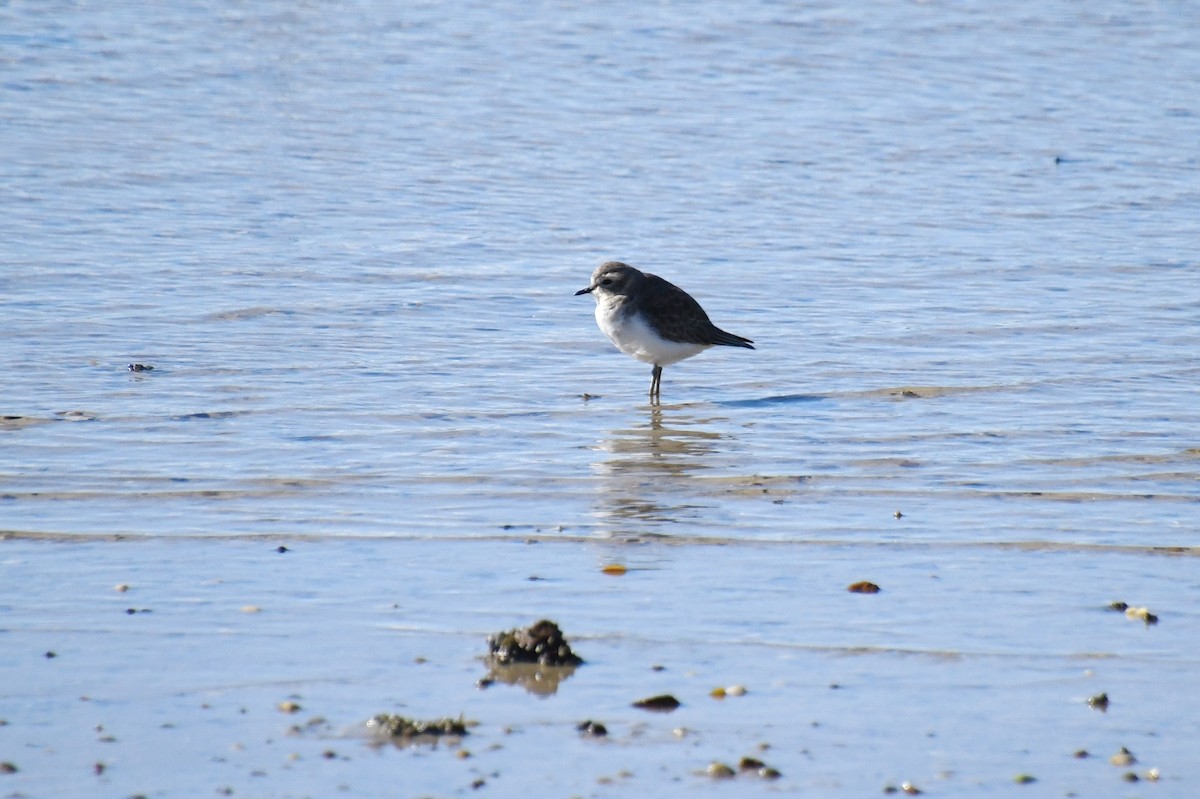 Double-banded Plover - ML620640540