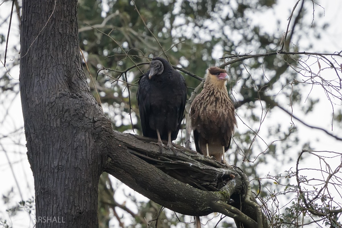 Caracara huppé - ML620640545