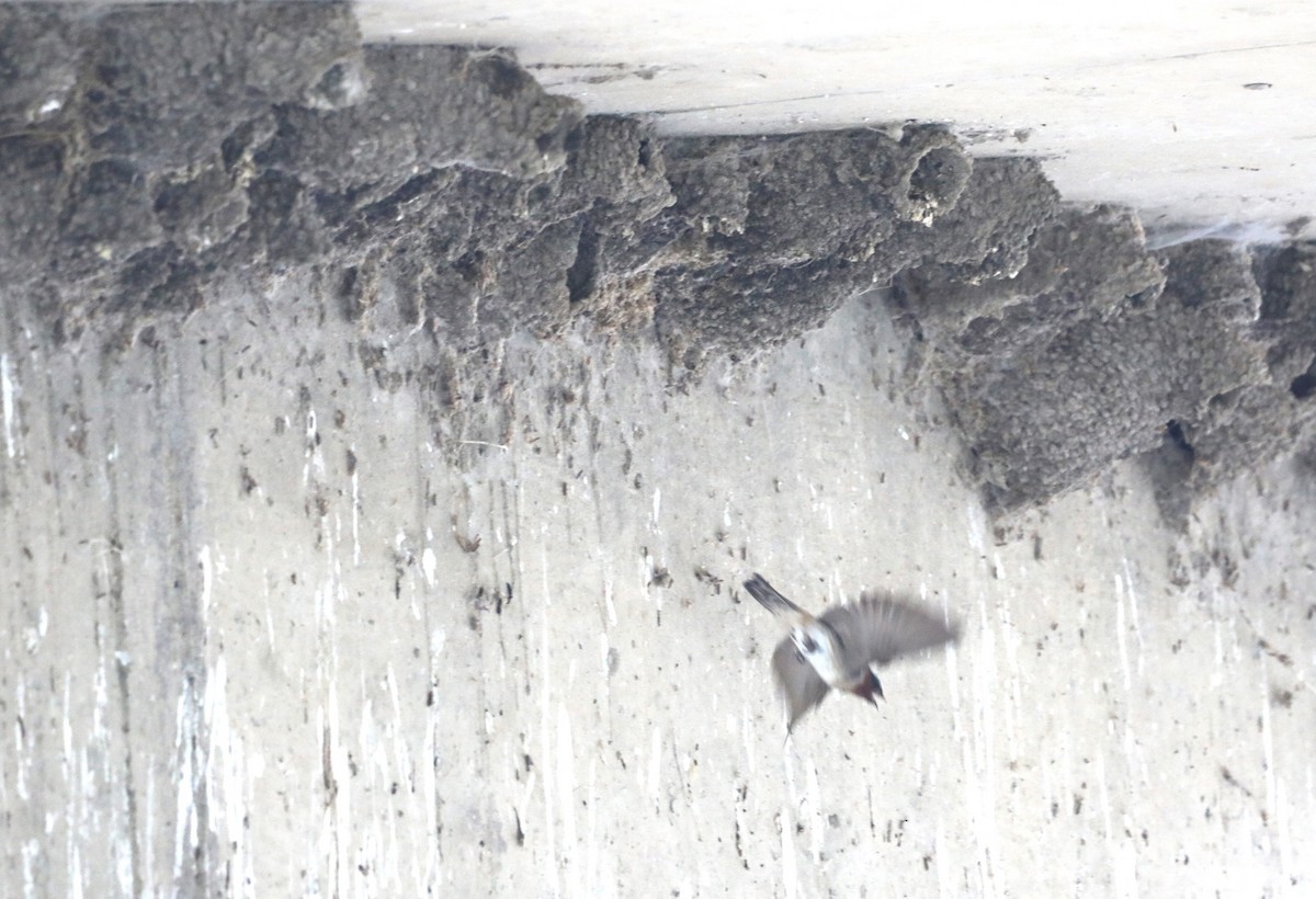 Cliff Swallow - ML620640546