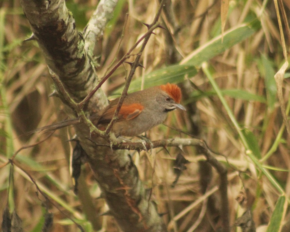 Spix's Spinetail - ML620640550